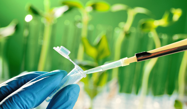 Genetic Modification